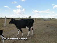 /album/vaca-girolando/vaca-girolando-6-jpg/